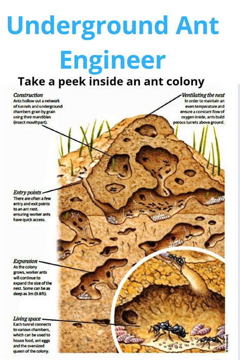ant mega colony|parts of an ant colony.